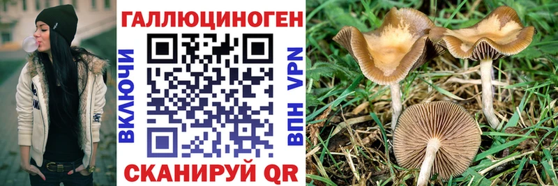 ссылка на мегу   купить наркотик  Жердевка  сайты даркнета наркотические препараты  Галлюциногенные грибы Psilocybe 